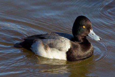 Téléchargez les photos : This photograph captures a beautiful Greater Scaup (Male) paddling about on a winter morning.  Males have black breast, medium gray back, white sides and yellow eyes. Their head appears black with a greenish sheen in good lighting, never purplish. - en image libre de droit