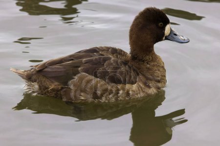 Téléchargez les photos : This photograph captures a beautiful Greater Scaup (Female) paddling about on a winter morning.  Females are brown overall, greyer on body in winter, with a white patch at base of their bill and yellow eyes. - en image libre de droit