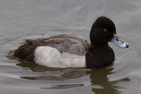 Photo for This photograph captures a beautiful Lesser Scaup (Male) paddling about on a winter morning.  It is colloquially known as the little Bluebill or Broadbill because of its distinctive blue bill. - Royalty Free Image