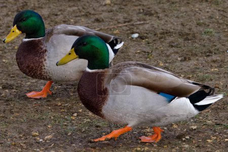 Photo for This photograph captures a beautiful Mallard pair on a winter morning. Mallards are dabbling ducks found around the world.  Males have an iridescent green head and purple patches on their wings, while the females have mainly brown-speckled plumage. - Royalty Free Image