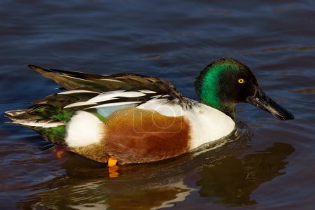 Photo for This photograph captures a beautiful Northern Shoveler (Male) paddling about on a winter morning. The male's large spoon-shaped bill and its bright white chest, rusty sides, and green head are quite striking. - Royalty Free Image