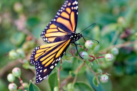 Téléchargez les photos : Cette photographie saisit la beauté délicate d'un papillon monarque en postlevée un matin d'été. Les monarques comptent parmi les papillons nord-américains les plus connus avec ses ailes à motifs noirs, orange et blancs facilement reconnaissables.. - en image libre de droit
