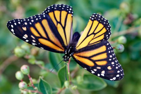 Téléchargez les photos : Cette photographie saisit la beauté délicate d'un papillon monarque en postlevée un matin d'été. Les monarques comptent parmi les papillons nord-américains les plus connus avec ses ailes à motifs noirs, orange et blancs facilement reconnaissables.. - en image libre de droit
