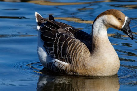 Photo for This photograph captures a beautiful Brown Chinese Goose on an autumn morning.  Many people consider the Brown Chinese goose the most beautiful member of the goose family.  Its a popular domestic goose known for its loud, frequent vocalizations. - Royalty Free Image