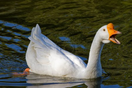 Photo for This photograph captures a beautiful White Chinese Goose on an autumn morning.  Many people consider the White Chinese goose the most beautiful member of the goose family.  Its a popular domestic goose known for its loud, frequent vocalizations. - Royalty Free Image
