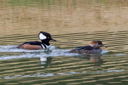 Photo for A Hooded Merganser pair paddling about on a grey winter morning.  This fish-eating duck is striking in appearance and both the male and female have beautiful a crest (hood) that they can raise or lower, especially during courtship. - Royalty Free Image