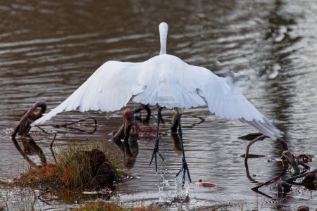 Photo for A beautiful Great Egret preparing to take flight on a winter morning.  They are tall, long-legged wading birds with long, S-curved necks and long, dagger-like bills.  Their feathers are all white, bills are yellowish-orange and their legs are black. - Royalty Free Image