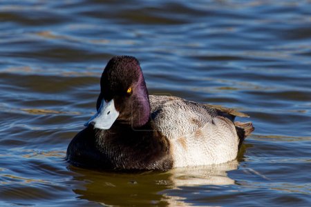 Téléchargez les photos : This photograph captures a beautiful Lesser Scaup (Immature Male) paddling about on a winter morning.  It is colloquially known as the little Bluebill or Broadbill because of its distinctive blue bill. - en image libre de droit
