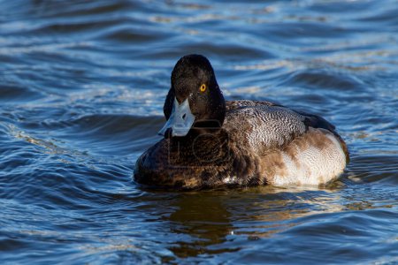 Téléchargez les photos : This photograph captures a beautiful Lesser Scaup (Immature Male) paddling about on a winter morning.  It is colloquially known as the little Bluebill or Broadbill because of its distinctive blue bill. - en image libre de droit