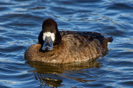 Téléchargez les photos : This photograph captures a beautiful Lesser Scaup (Female) paddling about on a winter morning. Females are a rich brown overall with a darker head and a white patch next to their bill. - en image libre de droit