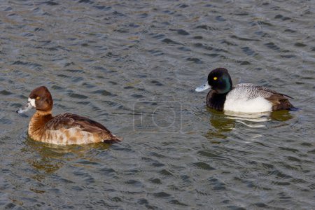 This photograph captures a breeding pair of beautiful Lesser Scaups paddling about on a winter morning.  Males are colloquially known as little Bluebills or Broadbills because of their distinctive blue bills.