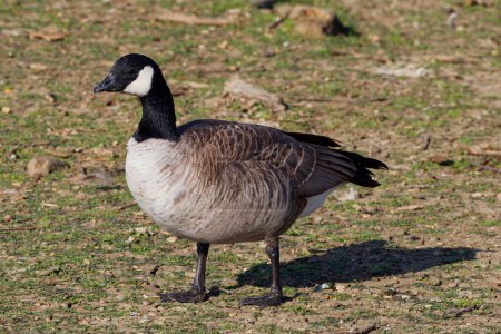 This photograph captures a beautiful Cackling Goose on a winter morning.  Cackling Geese are large wild geese with a black head and neck, white cheeks, white under its chin, and a brown body.  They're found across temperate regions of North America.