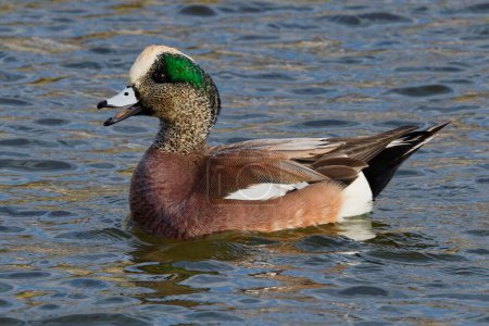This photograph captures a beautiful American Wigeon (Male) with something to say on a winter morning. The breeding male has a mask of green feathers around its eyes and a cream-colored cap running from the crown of his head to his pale blue bill.
