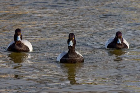 This photograph captures some beautiful Lesser Scaups (Male) paddling about on a winter morning.  They are colloquially known as little Bluebills or Broadbills because of their distinctive blue bills.