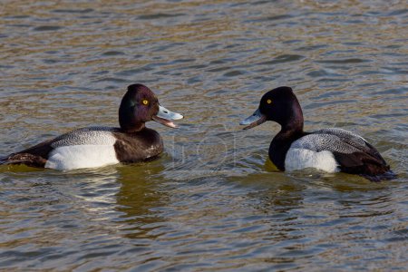 This photograph captures some beautiful Lesser Scaups (Male) paddling about on a winter morning.  They are colloquially known as little Bluebills or Broadbills because of their distinctive blue bills.