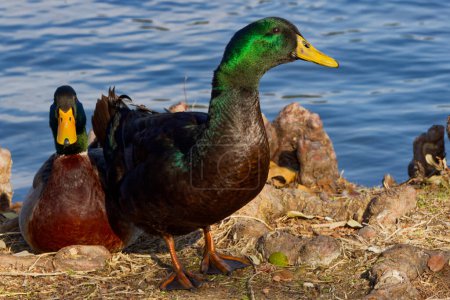 This photograph captures a beautiful Mallard Hybrid (Male) waddling about on a winter morning. Mallards are dabbling ducks found around the world.  Males have an iridescent green head and purple patches on their wings.
