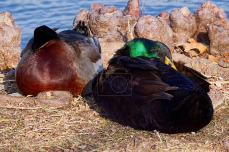This photograph captures two beautiful Mallard + Hybrid (Males) napping on a winter morning. Mallards are dabbling ducks found around the world.  Males have an iridescent green head and purple patches on their wings.