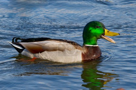 This photograph captures a beautiful Mallard (Male) quacking away on a winter morning. Mallards are dabbling ducks found around the world.  Males have an iridescent green head and purple patches on their wings.