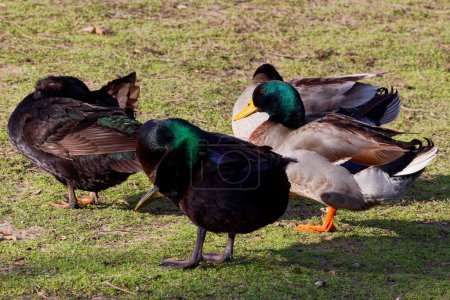 This photograph captures some beautiful Mallard + Hybrid (Males) waddling about on a winter morning. Mallards are dabbling ducks found around the world.  Males have an iridescent green head and purple patches on their wings.