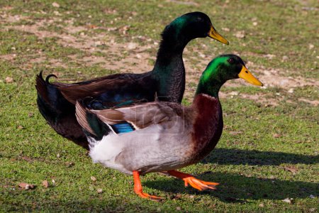 This photograph captures two beautiful Mallard + Hybrid (Males) waddling about on a winter morning. Mallards are dabbling ducks found around the world.  Males have an iridescent green head and purple patches on their wings.
