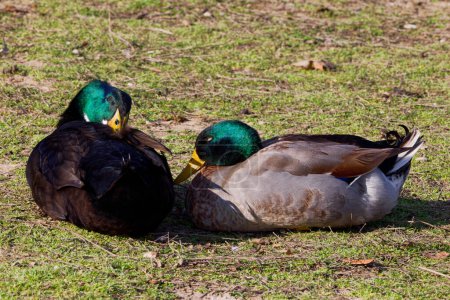 This photograph captures two beautiful Mallard + Hybrid (Males) napping on a winter morning. Mallards are dabbling ducks found around the world.  Males have an iridescent green head and purple patches on their wings.