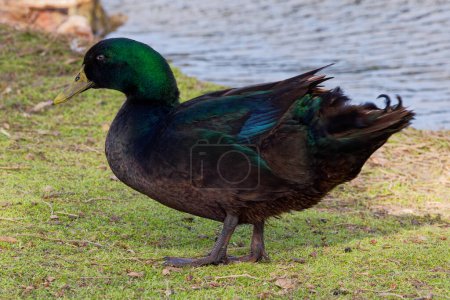 This photograph captures a beautiful Mallard Hybrid (Male) waddling about on a winter morning. Mallards are dabbling ducks found around the world.  Males have an iridescent green head and purple patches on their wings.