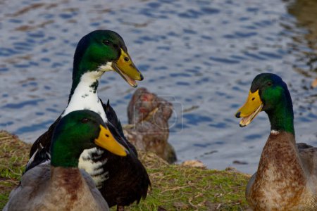 Photo for This photograph captures three beautiful Mallards (Male) with something to say on a winter morning. Mallards are dabbling ducks found around the world.  Males have an iridescent green head and purple patches on their wings. - Royalty Free Image