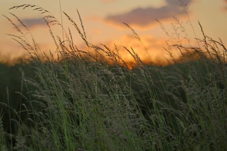 Foto de Sonnenuntergang mit ein paar Wolken und kniehohem Grass im Vordergrund - Imagen libre de derechos