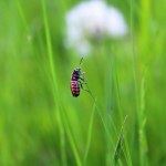 A beetle on a blade of grass.