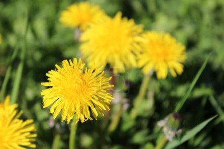 Photo for Blooming dandelion in the meadow. - Royalty Free Image