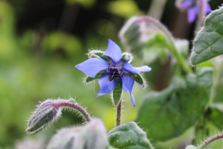Borago officinalis. Borage blue flower.