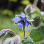 Borago officinalis. Borage blue flower.