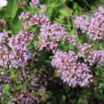 Purple oregano flowers. Blooming oregano flowers. Medicinal plant.