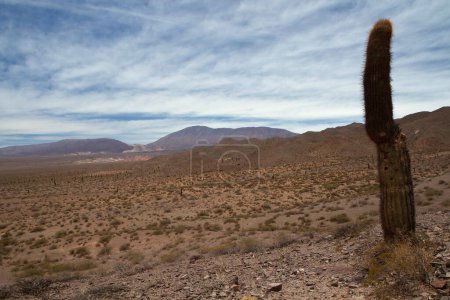 Foto de Paisaje del desierto. Vista del valle árido, arena, vegetación, cactus gigantes Echinopsis atacamensis y montañas en el fondo. - Imagen libre de derechos