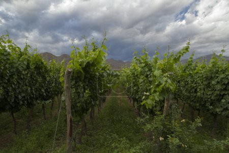 Foto de Paisaje rural. Agricultura. Vista del viñedo y la plantación de vid al atardecer, bajo un cielo nublado dramático - Imagen libre de derechos