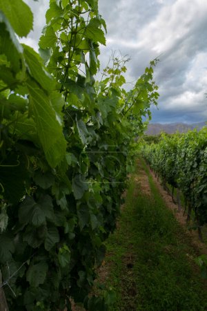Foto de Paisaje rural. Agricultura. Vista del viñedo y la plantación de vid al atardecer. - Imagen libre de derechos