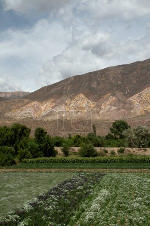 Téléchargez les photos : Paysage rural. Belle vue sur la plantation de terres agricoles et les fleurs en fleurs avec une montagne colorée en arrière-plan. - en image libre de droit