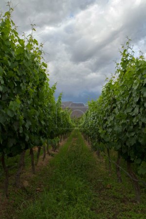 Foto de Paisaje rural. Agricultura. Vista del viñedo y la plantación de vid al atardecer, bajo un cielo nublado dramático. - Imagen libre de derechos