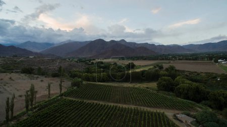 Téléchargez les photos : Industrie agricole. Vue aérienne des vignobles dans les montagnes à la tombée de la nuit. - en image libre de droit