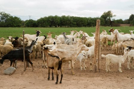Ländliche Szenerie. Herde von Ziegen und Lämmern auf dem Ackerland. 
