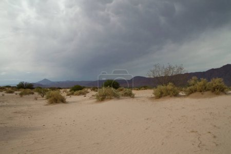 Foto de Paisaje abandonado. Vista del árido desierto, arena, flora y montañas. - Imagen libre de derechos