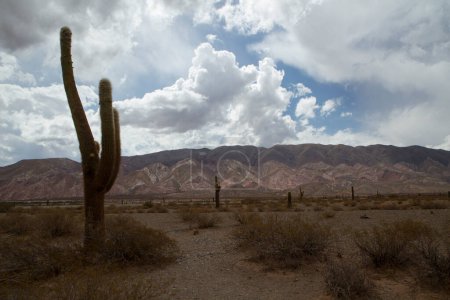 Téléchargez les photos : Cactus géant du désert, Echinopsis atacamensis, dans le désert aride et une colline colorée en arrière-plan. - en image libre de droit