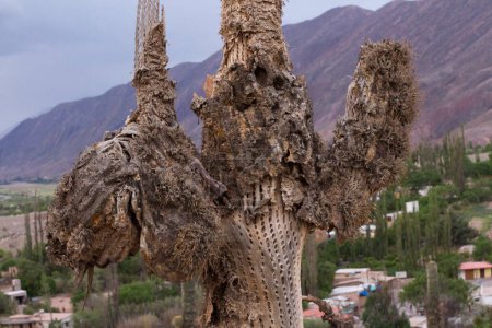 Foto de Cactus muertos. Vista de cerca de un cactus gigante seco, Echinopsis atacamensis, también conocido como Cardon por los lugareños, creciendo en las montañas del desierto. - Imagen libre de derechos