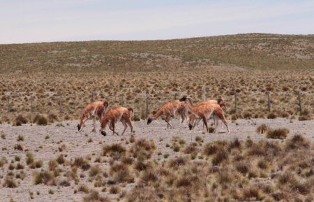 Foto de Vida silvestre andina. Manada de Guanacos pastando en los prados dorados de las montañas. - Imagen libre de derechos
