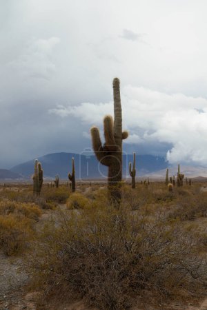 Foto de Vista vertical de un cactus gigante del desierto, Echinopsis atacamensis, y una colina colorida en el fondo. - Imagen libre de derechos