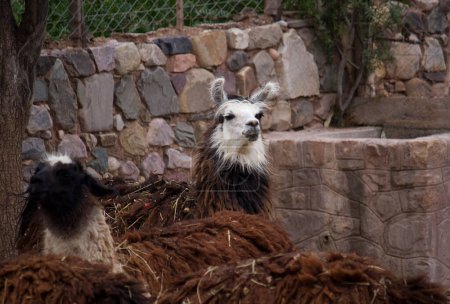 Foto de Linda alpaca en el zoológico - Imagen libre de derechos