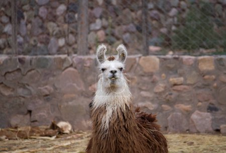 Foto de Vida silvestre andina. Retrato de un lama en cautiverio. Su piel marrón y blanca, cuello largo, orejas alerta y hocico sonriente, mirando a la cámara. - Imagen libre de derechos