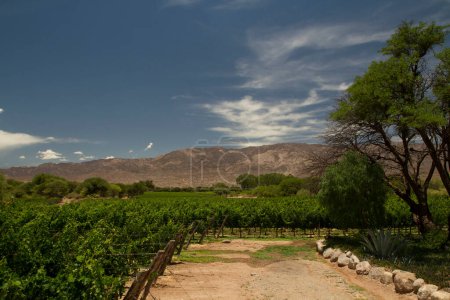 Foto de Agricultura. Paisaje rural. Vista del viñedo al pie de las montañas en Colom, Salta, Argentina. - Imagen libre de derechos