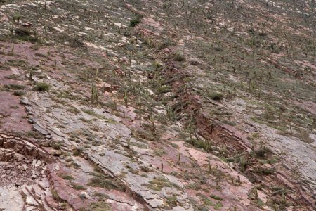 Photo for Natural background. Closeup view of the red rock cliff in Humahuaca ravine, Jujuy, Argentina. The desert flora, such as giant cactus Echinopsis atacamensis, growing in the red mountain rock. - Royalty Free Image