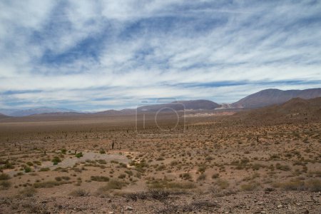 Foto de Paisaje del desierto. Vista de la tierra árida, arbustos, cactus gigantes Echinopsis atacamensis y las coloridas montañas en el horizonte. - Imagen libre de derechos